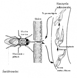jednokomórkowe-paożyty-Świdrowiec