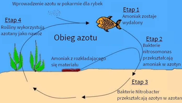 obieg azotu diagram