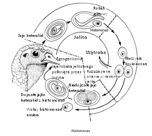 pasożyty drobiu