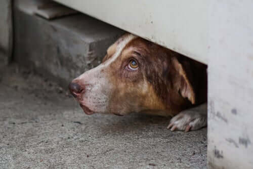 schowany pies, dlaczego psy się chowają