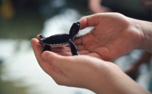 Wdrukowanie u uratowanych zwierząt: szanse na przetrwanie