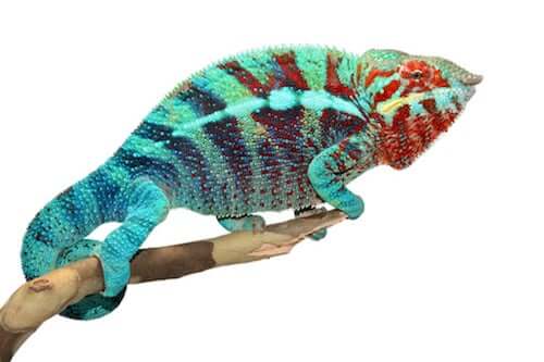 Kameleon lamparci (Furcifer pardalis): opieka w niewoli