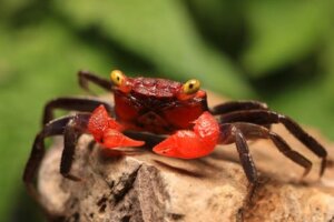 Krab wampir (Geosesarma sp): pielęgnacja i cechy