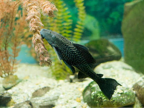 hypostomus plecostomus