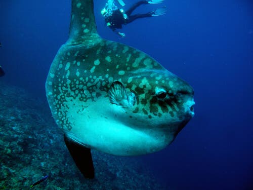 mola mola