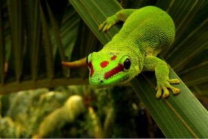 Phelsuma lub gekon dzienny: pielęgnacja i charakterystyka