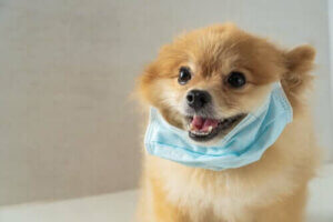 Wojna między pasożytami a żywicielami