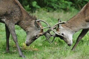 Konkurencja między gatunkami niemięsożernymi