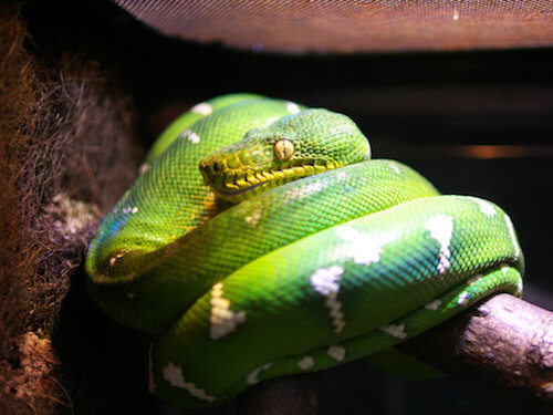 Boa szmaragdowy (Corallus caninus): opieka w niewoli
