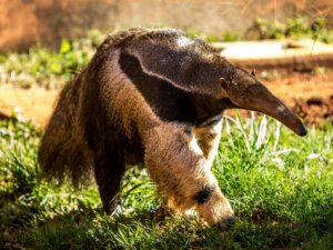 Mrówkojady: zwierzęta, które jedzą mrówki