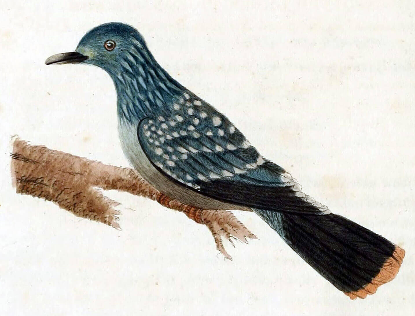 ilustracja nikobarczyka