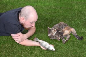 Interakcje społeczne kotów: 4 ciekawe fakty