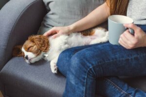 Przyczyny utraty przytomności u zwierząt