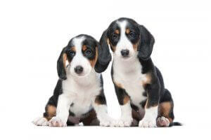 Westfalski gończy krótkonożny - dwa szczenięta