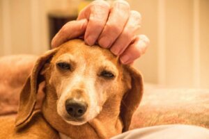 Animal welfare awards: dobra inicjatywa biznesowa