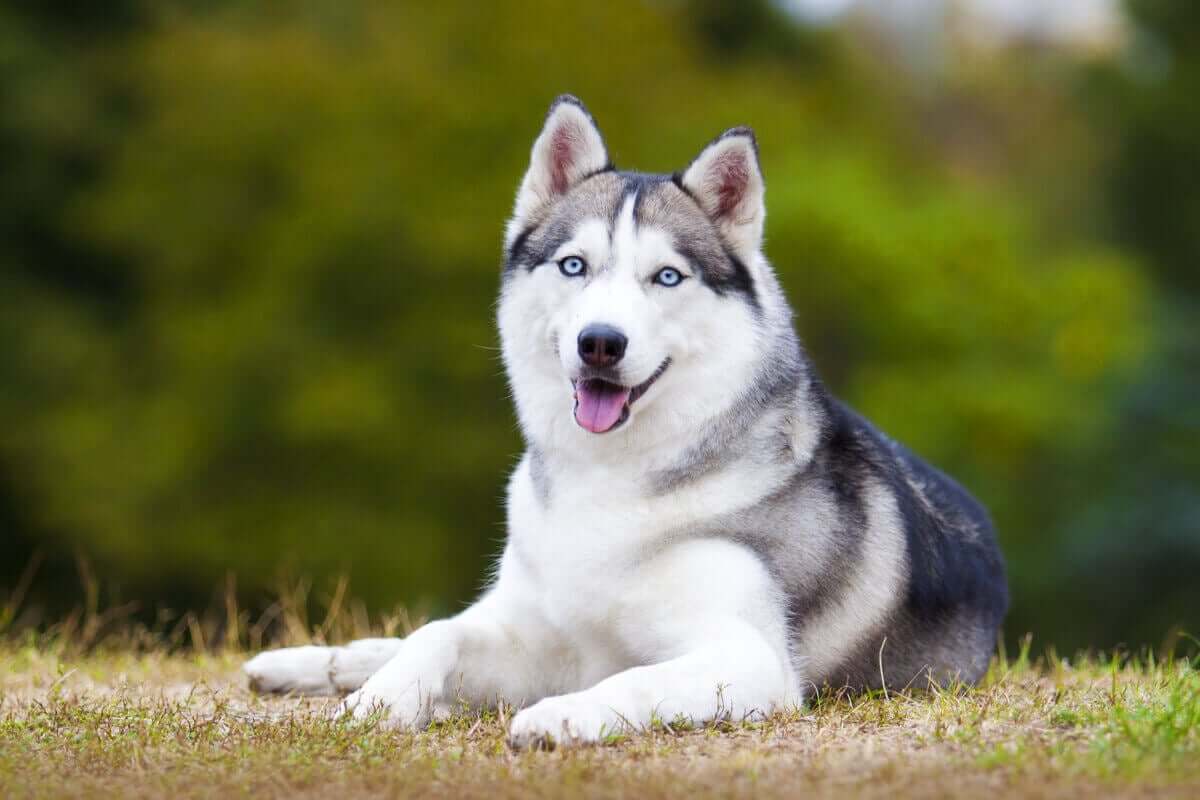 husky syberyjski