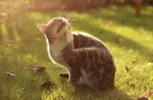 Przyczyny atopii: nadmierna odpowiedź immunologiczna