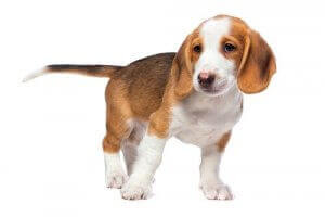 Szczenię westfalski gończy krótkonożny