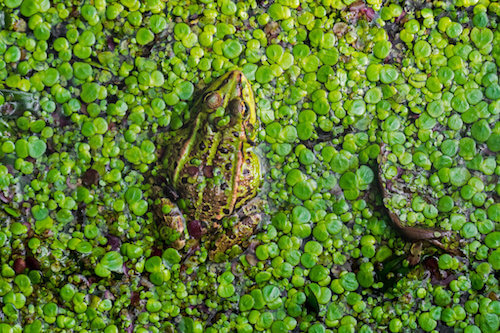 Tereny podmokłe i konsekwencje ich zanikania