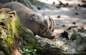 Babirussa wąsata: pochodzenie i środowisko