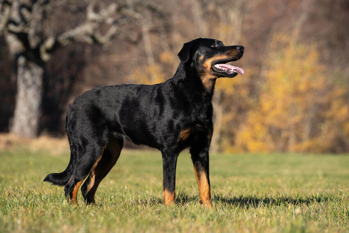 Owczarek francuski beauceron