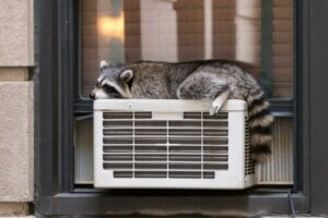 Termoregulacja u zwierząt, na czym polega?