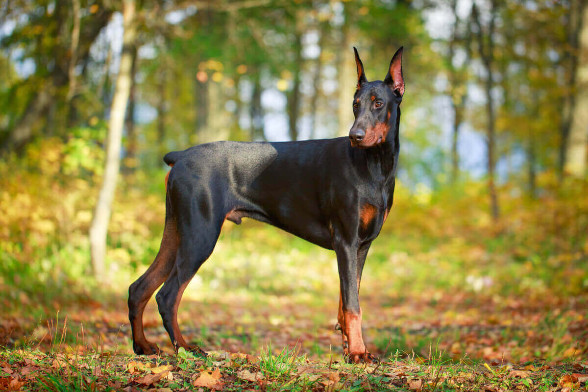 doberman pinczer