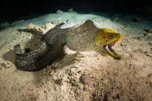 murena na dnie morza