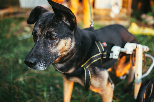 niepełnosprawny pies