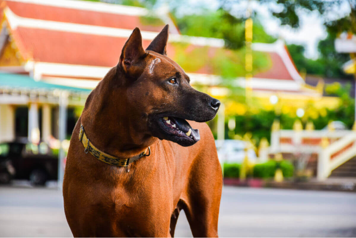 pies rasy Thai Ridgeback