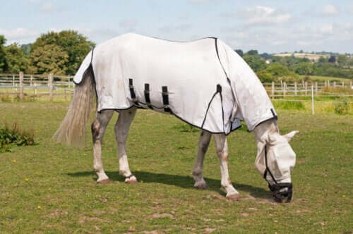 przykryty koń