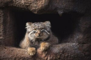 Manul stepowy: koci himalajski samotnik