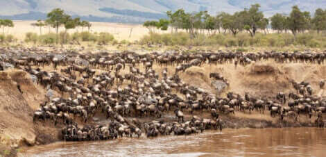 Gnu podczas przechodzenia rzeki zwierzęta wędrowne