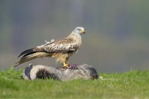 Kania ruda stoi na swojej ofierze