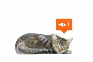 Sieci społecznościowe a sposób postrzegania zwierząt