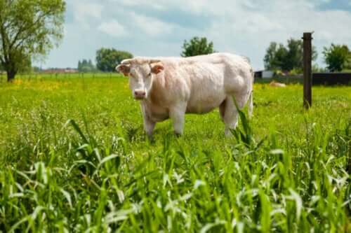 Rasa Belgian Blue i jej muskularny wygląd