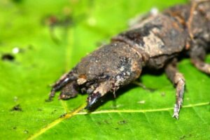 Nieszkodliwe owady o przerażającym wyglądzie