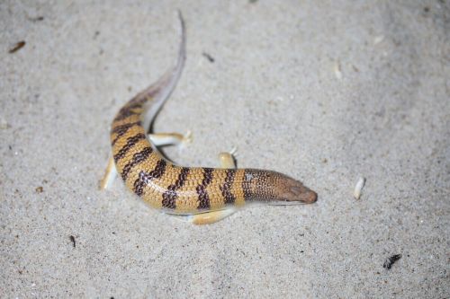 Scincus scincus - widok od góry