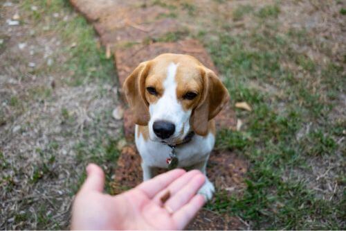 Smutny pies patrzy na wyciągniętą dłoń