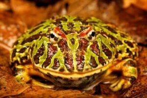 Żaba pacman jako zwierzątko domowe