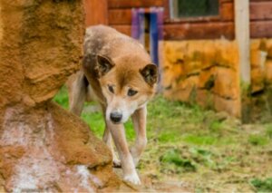 śpiewający pies z Nowej Gwinei