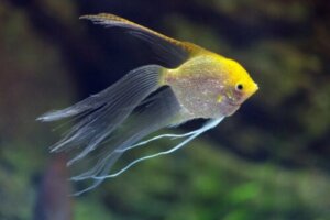 Zwierzęta hybrydowe – definicja i charakterystyka