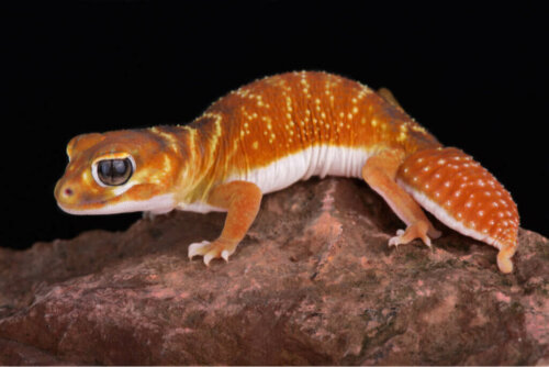 Nephrurus levis: opieka nad osobnikami w niewoli