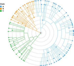 Co to jest filogeneza i czemu służy?!