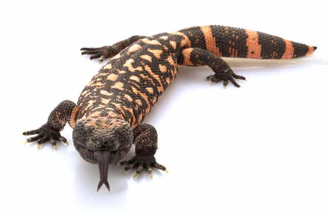 Heloderma arizońska