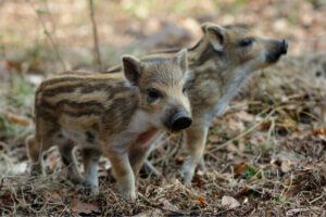 Dziki – charakterystyka i domowa hodowla