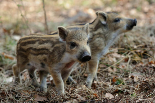 Dziki – charakterystyka i domowa hodowla