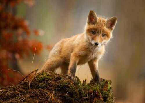 Szóste masowe wymieranie w holocenie