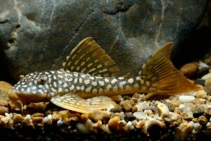 Naturalne środki do czyszczenia akwarium