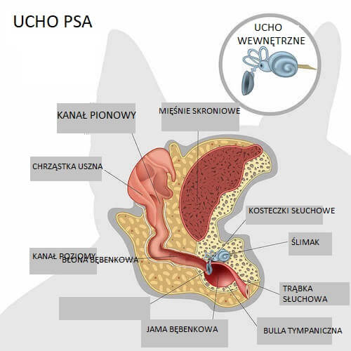 Ucho psa obraz techniczny